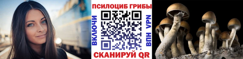 Псилоцибиновые грибы мицелий Купить закладки Каменск-Шахтинский